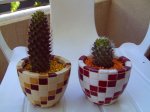 mis plantas 006.jpg
