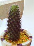 mis plantas 007.jpg