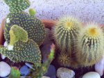 mis plantas 003.jpg