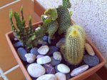 mis plantas 001.jpg