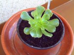 mis plantas 005.jpg