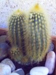 mis plantas 021.jpg