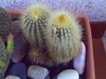 mis plantas 002.jpg