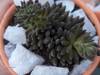 cactusetes_065.jpg