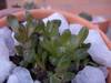 cactusetes_064.jpg