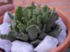 cactusetes_060.jpg