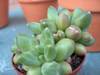 cactusetes_059.jpg