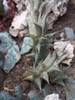 cactusetes_0031.jpg