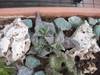 cactus_065.jpg