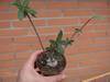 cactus_063.jpg