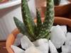 cactus_0101.jpg