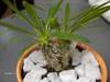 Pachypodium_lamerei.jpg