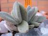 kalanchoe_eriophylla.jpg