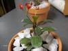 euphorbia_milii.jpg