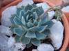 Echeveria_elegans1.jpg