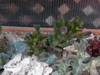 crassula_ovata_hobbit1.jpg
