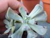 Echeveria_runyonii_cv_topsy_turvy.jpg