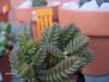 Crassula_lycopodioides.jpg