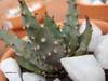 cactus_002.jpg
