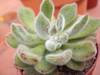 cactus_001.jpg
