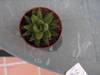 cactus_053.jpg