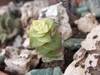 cactus_048.jpg