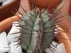 cactus_036.jpg