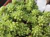 cactus_025.jpg
