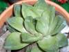cactusetes_007.jpg