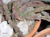 cactusetes_013.jpg