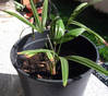 Trachycarpus_martianus2007.jpg