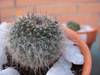 cactusetes_053.jpg