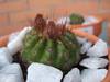 cactusetes_050.jpg