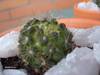 cactusetes_046.jpg