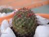 cactusetes_044.jpg