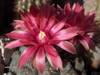 flores_2007_016.jpg