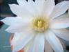 primavera_13_20071.jpg