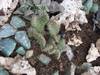 cactus_066.jpg
