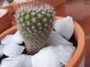 cactus_004.jpg