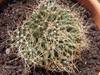 Mammillaria_decipiens_ssp_camptotricha.jpg