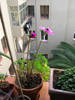 anemona07.jpg