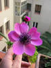anemona07b.jpg
