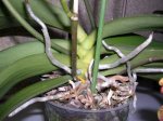 DSCN5204a.JPG