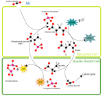 HatchSlackpathway.png