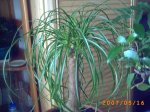 attachment.php?attachmentid=44391&d=1179369505.jpg