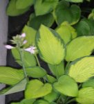 Hosta_con_flor.jpg