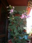 Primavera_2007_004.jpg
