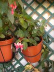 Primavera_2007_003.jpg