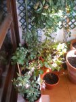 Primavera_2007_012.jpg