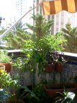 Primavera_2007_013.jpg